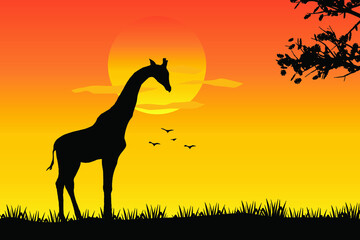 A giraffe standing Against a Sunset Vector illustration, African nature with a wild Giraffe. Black silhouette of a Giraffe,wild animal jungle background  © Nature Clicks