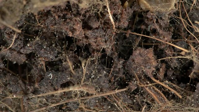 Parasitic worms Nematoda under the microscope. The movement of worms in the soil contaminated by them. They damage plants, flowers and are considered pests, can cause human disease