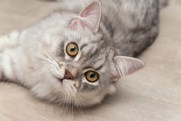 A very beautiful, white-gray Scottish kitten with brown eyes. He's lying on the floor, looking at you. Wallpaper, postcard, calendar, puzzle, notepad. Soft focus.