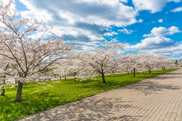 Fototapeta na wymiar Sakura Cherry blossoming alley and beautiful blue sky with clouds. Wonderful scenic park with rows of blooming cherry sakura trees and green lawn in spring.