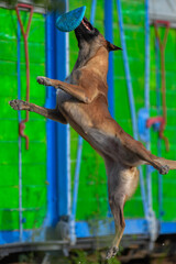 Malinois jumps for frisbee during the training 