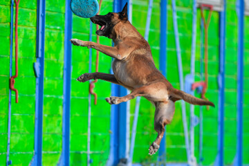 Malinois jumps for frisbee during the training 