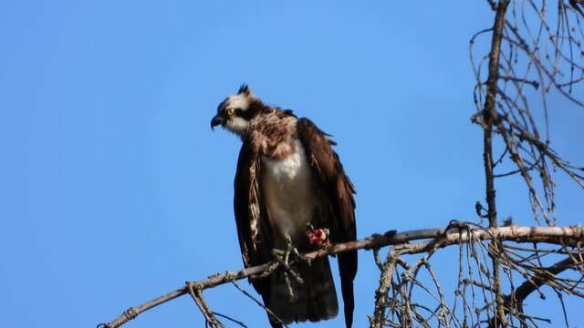 Fischadler&nbsp;(Pandion haliaetus)