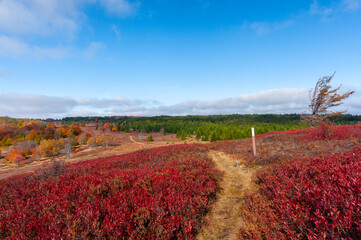 Fototapeta na wymiar Red Black Huckleberry Bushes Surrounded by Autumn Hued Trees and Bushes - Dolly Sods Wilderness - Appalachian Mountains - West Virginia