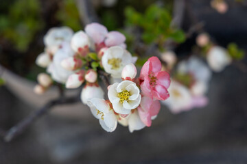 京都ぶらり、源平梅の盆栽