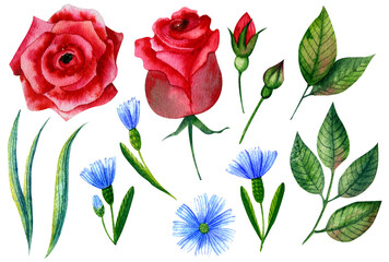 Watercolor illustration