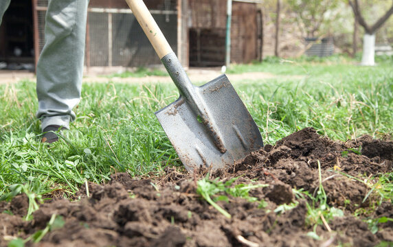 Farmer digs soil with shovel in garden.