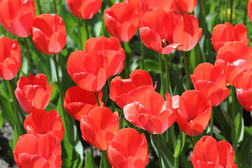 Beautiful multicolored tulip flowers bloomed in spring and give joy with their beauty. 
