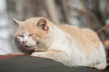 A wounded animal in the city. A stray cat with wounds on its face.