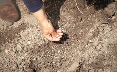 Female hand planting seeds beans in soil.