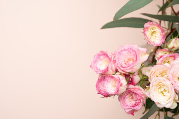 Pink roses on blush background
