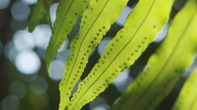 4K close-up and selective focused video of beautiful fern leaves with sunlight shining translucently through shows texture and vibrant greenery of plant in the tropical rainforest which feel calm. 