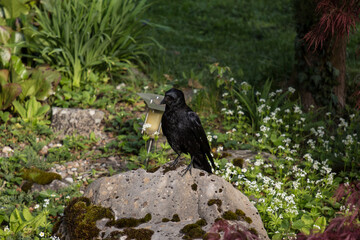 Crow is waiting for food in the garden