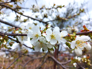 Obraz premium cherry flowers bloom on the tree in spring. gardening, nature.