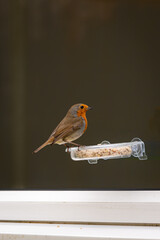 Robin, erithacus rubecula, perched on suet feeder with reflection