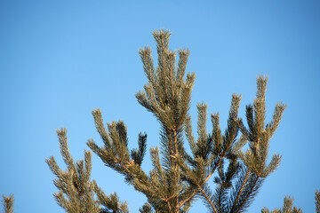The top of the winter pine tree against the blue sky.