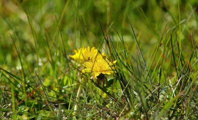 Żółty mniszek lekarski kwitnący pośród trawy - obrazy, fototapety, plakaty