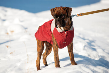 German boxer puppy stands in the snow.