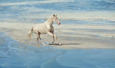 white horse gallops on the beach