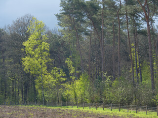Die Dingdener Heide am Niederrhein