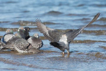 Fototapeta premium The gray dove spread its wings. Pigeon birds drink water from the river.