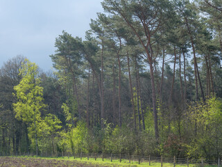 Die Dingdener Heide am Niederrhein