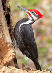 Pileated woodpecker sitting on the tree trunk into the forest, Quebec, Canada