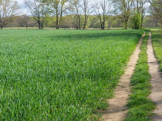 Die Dingdener Heide am Niederrhein
