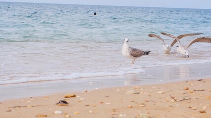 Seagulls sit on the shore of the blue sea.