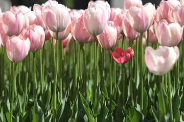 Beautiful multicolored tulip flowers bloomed in spring and give joy with their beauty. 