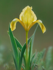 Blooming wild flowers in the meadow. Yellow iris flower close up.