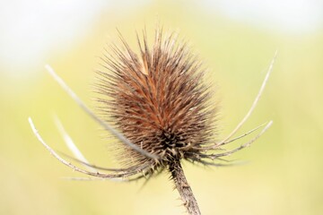 Close shot of dry thistle head against blurry background