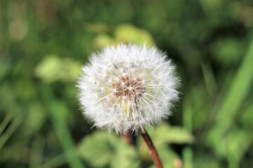 Close shot of isolated Dandelion head against blurry green background