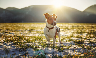 Small Jack Russell terrier stands on green grass meadow with patches of snow during freezing winter...