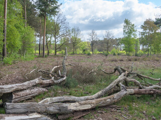 Die Dingdener Heide am Niederrhein