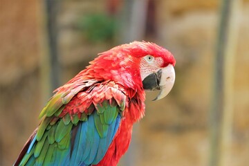 Red, blue and green parrot on blurry background