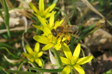 Honeybee on yellow gagea flowers in the garden in spring, closeup