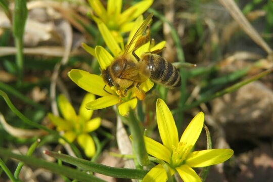 Bee on yellow gagea flowers in the meadow in spring, closeup