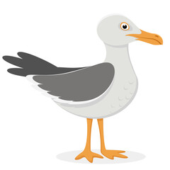 Seagull bird stands on a white background.