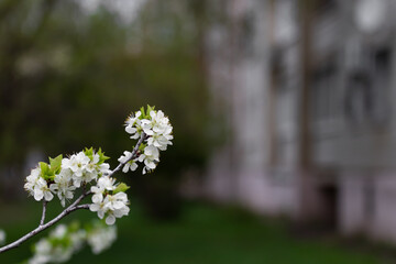 Prunus subgen Cerasus flowering branch of cherry tree bush with white flowers on the left side of the frame against the background of an apartment building and trees in a blur of copy space.