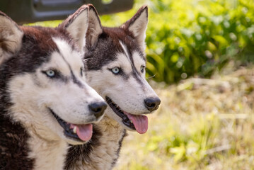 Husky is a beautiful dog on green spring grass.