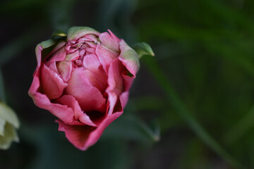 Pink tulip bud on a dark background.