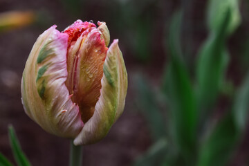 Multicolored parrot tulip on a dark background.