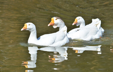 geese swim on the lake