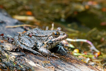 frosch kröte