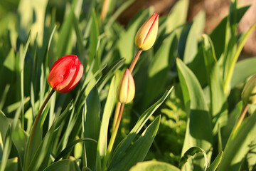 Beautiful flowers on a background of green grass