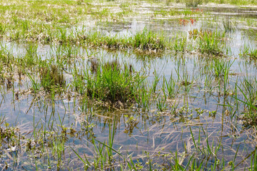 Wild swamp field with old dry and fresh green grass in early spring. Flooded area. Early spring season landscape.