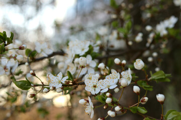 Beautiful flowers bloom on a sunny spring day