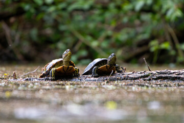 2 schildkröten