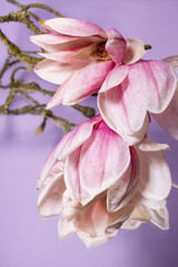 Flowering branch of pink magnolia